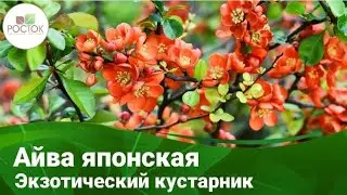 Айва японская от Питомника Росток!