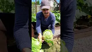 7 cabbage varieties.