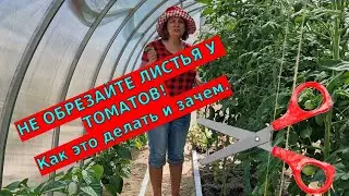Когда и как обрезать листья у томатов