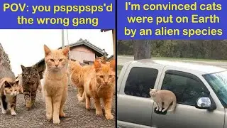 Funny Animals | Silly Cat Memes To Make You Smile | Happy And Fun