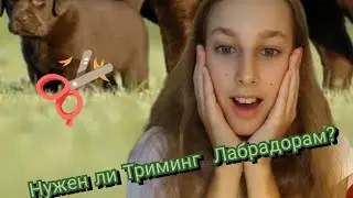 Нужен ли Триминг собакам Лабрадорам? И что это такое?🪒