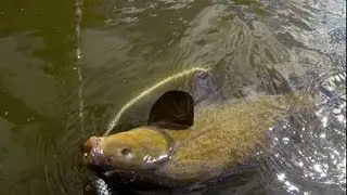 Pole fishing for tench on pellets, float action. Рыбалка: линь, поплавок, поклёвка. Trailer.