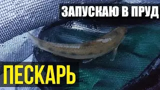 ПЕСКАРЬ. Запускаю Пескаря в пруд. Будет питанием для хищников и интересная рыбалка как в детстве.