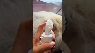 FORMA CORRETA DE DAR BANHO EM CACHORRO! #pets #cachorro #spitzalemao #petlover