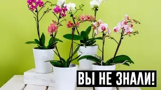 Орхидея — сильный женский талисман! Приметы про орхидею в доме!