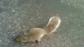 Egutta tv (drunk squirrel)