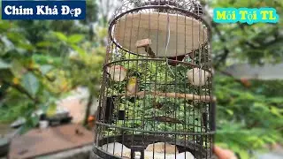 Passing 40kmh Number of Birds of the Farmers to Eat Chicken Bran || Pretty Bird // Chien Oi