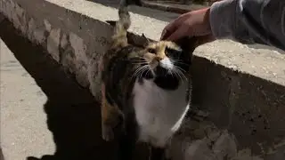 Friendly cats of the Streets