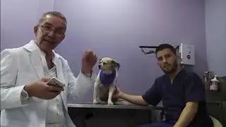 ¿Por qué es importante el baño y el acicalamiento de nuestras mascotas?