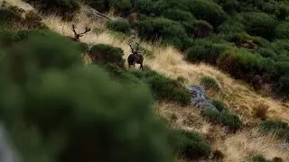 Doblete de venados en Gredos