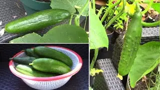 Faire pousser du concombre en pot / Growing cucumbers in containers