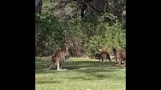 Kangaroo🦘 in natural habitat||#shorts #kangaroo #habitat