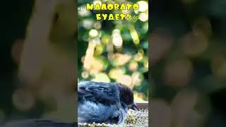 Воробьи в кормушке - Маловато будет!  #sparrow #birdfeeding