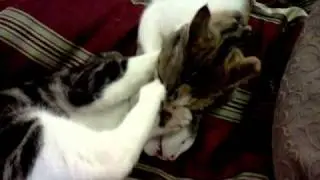 Kitty doesn't appreciate bath