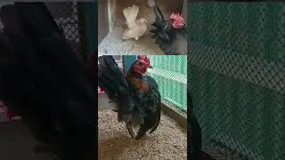 MALAYSIAN SERAMA | THE SMALLEST CHICKEN IN THE WORLD🐓 
