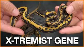 Insane New X-TREMIST Ball Python Combos! + Shed Testing with Cltch