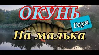 Окунь на малька. Гауя 2024