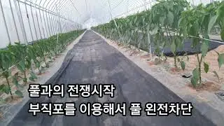 고추정식 43일째 하우스 풀과의 전쟁시작