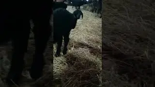Зимний окот 2024