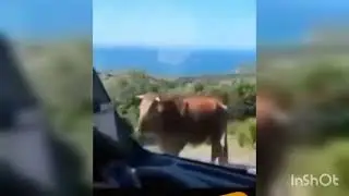 Funny video in pashto voice            صوابے تہ کمہ لار تلے دہ