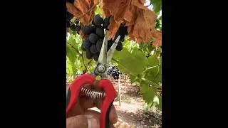 Work in Portugal 🇵🇹// Portugal Workpermit 2024 Agricultural @sarwaraportugal