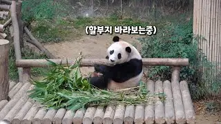 할부지랑 대화하는 푸바오.(착하다고 인정받음ㅋ)