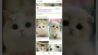 Gatos fotos