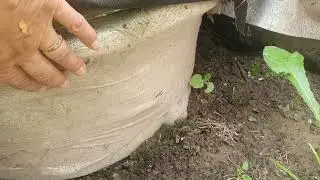 Можно ли выращивать голубику в контейнерах?