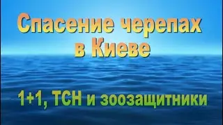 Спасение черепах в Киеве. 1+1, ТСН и зоозащитники.