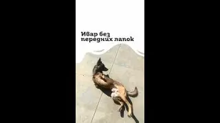 ЖЕРТВА КОЛДОВСКИХ ОБРЯДОВ😭😭😭