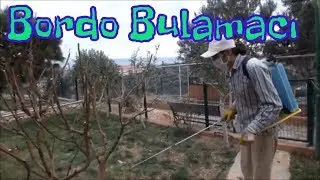 Bordo Bulamacı Nedir Nasıl ve Ne Zaman Ağaçlara Atılır