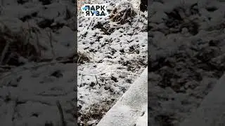Подкормка птиц