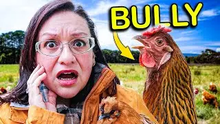 Why Some Chickens are BULLIES & how to CHANGE THEM