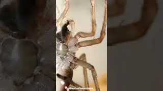 🕷️ NOT ALL SPIDERS SPIN WEBS. 🕷️#facts #shorts