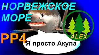 Акула сельдевая, РР4