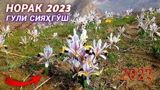 Гули сияхгуш дар шахри Норак 2023 / Наврузи 2023