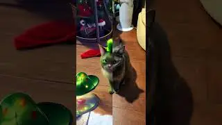she looks cute in green. #shorts #foryoupage #grinchmas #grinch #funny #catsoftiktok