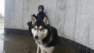 Сибирский ха́ски тоскует по марту