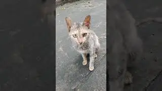 😺 #kitten #cat #cute #catlover #pets #cutecat