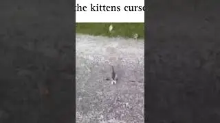 the kittens curse #kitten #kids #tiktok #shortvideo #music #memes #funny #cats
