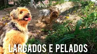 Largados e Pelados Novo Capítulo