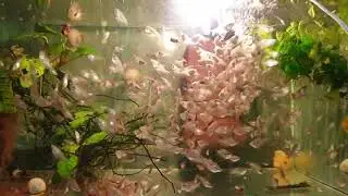малыши жемчужных  гурами