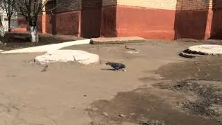 Голубович и воробьи