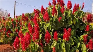 💥 Justicia Vermelha. Dicas de Como Fazer Mudas através do Galho de modo muito fácil!! #jardim 😍🌱