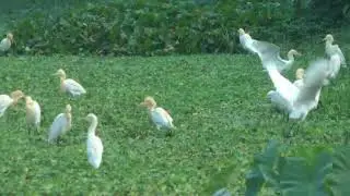 Early Morning Cattle Egret in the Field