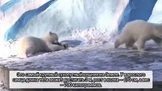 Интересные факты о белых медведях
