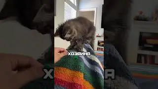 WHY DOES MY CAT ACT LIKE A DOG