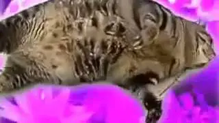 Cat  Trip