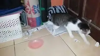 Kucing LucuTelat Makan Kertaspun Jadi Sasaran Kemarahan