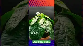 Capsicum timelapse